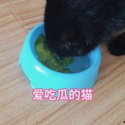 娱乐吃瓜猫咪视频大全